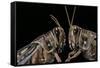 Schistocerca Gregaria (Desert Locust) - Portrait-Paul Starosta-Framed Stretched Canvas