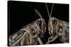 Schistocerca Gregaria (Desert Locust) - Portrait-Paul Starosta-Stretched Canvas