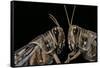 Schistocerca Gregaria (Desert Locust) - Portrait-Paul Starosta-Framed Stretched Canvas