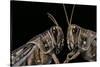Schistocerca Gregaria (Desert Locust) - Portrait-Paul Starosta-Stretched Canvas
