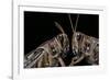 Schistocerca Gregaria (Desert Locust) - Portrait-Paul Starosta-Framed Photographic Print