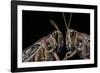 Schistocerca Gregaria (Desert Locust) - Portrait-Paul Starosta-Framed Photographic Print