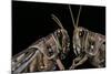 Schistocerca Gregaria (Desert Locust) - Portrait-Paul Starosta-Mounted Photographic Print