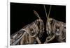 Schistocerca Gregaria (Desert Locust) - Portrait-Paul Starosta-Framed Photographic Print