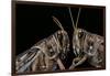 Schistocerca Gregaria (Desert Locust) - Portrait-Paul Starosta-Framed Photographic Print