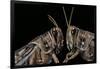 Schistocerca Gregaria (Desert Locust) - Portrait-Paul Starosta-Framed Photographic Print