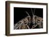 Schistocerca Gregaria (Desert Locust) - Portrait-Paul Starosta-Framed Photographic Print