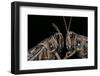 Schistocerca Gregaria (Desert Locust) - Portrait-Paul Starosta-Framed Photographic Print