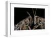 Schistocerca Gregaria (Desert Locust) - Portrait-Paul Starosta-Framed Photographic Print