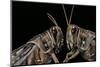 Schistocerca Gregaria (Desert Locust) - Portrait-Paul Starosta-Mounted Photographic Print