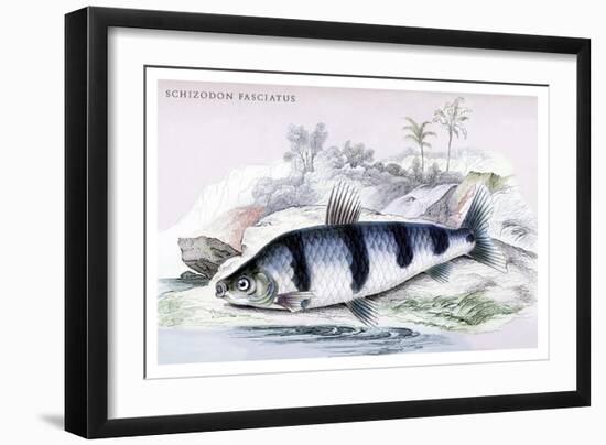 Schizodon Fasciatus-Robert Hermann Schomburgk-Framed Art Print