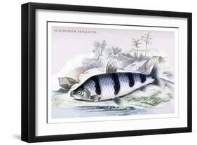 Schizodon Fasciatus-Robert Hermann Schomburgk-Framed Art Print