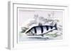 Schizodon Fasciatus-Robert Hermann Schomburgk-Framed Art Print