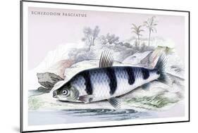 Schizodon Fasciatus-Robert Hermann Schomburgk-Mounted Art Print