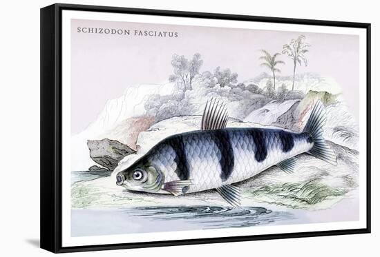 Schizodon Fasciatus-Robert Hermann Schomburgk-Framed Stretched Canvas