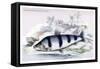 Schizodon Fasciatus-Robert Hermann Schomburgk-Framed Stretched Canvas