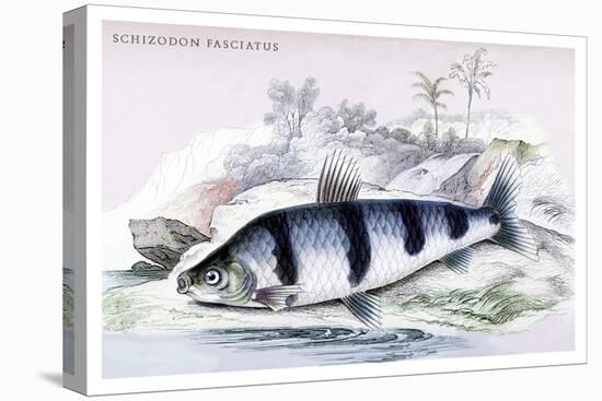 Schizodon Fasciatus-Robert Hermann Schomburgk-Stretched Canvas