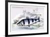 Schizodon Fasciatus-Robert Hermann Schomburgk-Framed Art Print