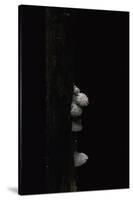 Schizophyllum Commune (Split Gill Fungus, Common Porecrust, Wood Decay)-Paul Starosta-Stretched Canvas
