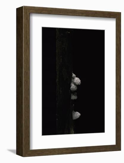 Schizophyllum Commune (Split Gill Fungus, Common Porecrust, Wood Decay)-Paul Starosta-Framed Photographic Print