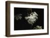 Schizophyllum Commune (Split Gill Fungus, Common Porecrust, Wood Decay)-Paul Starosta-Framed Photographic Print