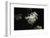 Schizophyllum Commune (Split Gill Fungus, Common Porecrust, Wood Decay)-Paul Starosta-Framed Photographic Print