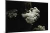 Schizophyllum Commune (Split Gill Fungus, Common Porecrust, Wood Decay)-Paul Starosta-Mounted Photographic Print