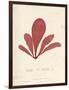 Schizymenia edulis-Henry Bradbury-Framed Giclee Print