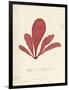 Schizymenia edulis-Henry Bradbury-Framed Giclee Print