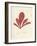 Schizymenia edulis-Henry Bradbury-Framed Giclee Print