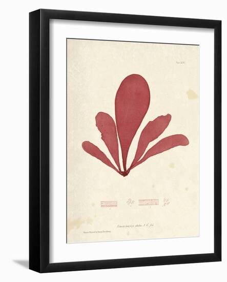 Schizymenia edulis-Henry Bradbury-Framed Giclee Print