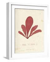 Schizymenia edulis-Henry Bradbury-Framed Giclee Print