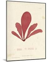 Schizymenia edulis-Henry Bradbury-Mounted Giclee Print