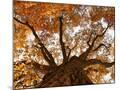 Wood Mount