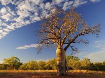 Boab Tree, Kimberley, Western Australia, Australia, Pacific-Schlenker Jochen-Photographic Print