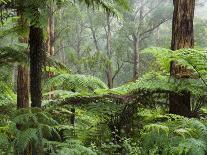 Rainforest, Bunyip State Park, Victoria, Australia, Pacific-Schlenker Jochen-Photographic Print