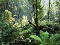 Rainforest, Dandenong Ranges, Victoria, Australia, Pacific-Schlenker Jochen-Photographic Print