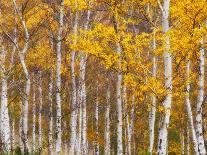 Silver Birches, Dandenong Ranges, Victoria, Australia, Pacific-Schlenker Jochen-Photographic Print