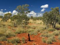Boab Tree, Kimberley, Western Australia, Australia, Pacific-Schlenker Jochen-Photographic Print
