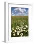 Schleswig-Holstein, Field with Camomile Blossoms-Catharina Lux-Framed Photographic Print