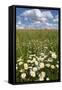 Schleswig-Holstein, Field with Camomile Blossoms-Catharina Lux-Framed Stretched Canvas