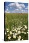 Schleswig-Holstein, Field with Camomile Blossoms-Catharina Lux-Stretched Canvas