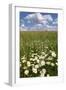 Schleswig-Holstein, Field with Camomile Blossoms-Catharina Lux-Framed Photographic Print