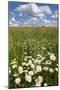 Schleswig-Holstein, Field with Camomile Blossoms-Catharina Lux-Mounted Photographic Print