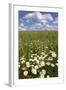 Schleswig-Holstein, Field with Camomile Blossoms-Catharina Lux-Framed Photographic Print