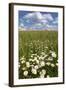 Schleswig-Holstein, Field with Camomile Blossoms-Catharina Lux-Framed Photographic Print