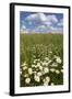 Schleswig-Holstein, Field with Camomile Blossoms-Catharina Lux-Framed Photographic Print