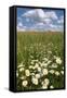 Schleswig-Holstein, Field with Camomile Blossoms-Catharina Lux-Framed Stretched Canvas