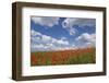 Schleswig-Holstein, Field with Poppies-Catharina Lux-Framed Photographic Print