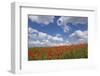 Schleswig-Holstein, Field with Poppies-Catharina Lux-Framed Photographic Print